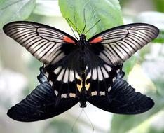 Butterflies Pairing at nature