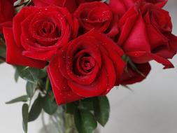 Rose Red Valentine sign