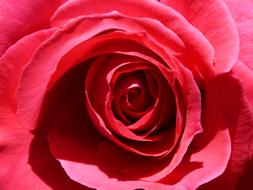 pink Rosa Petal Detail