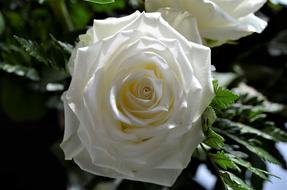 snow-white rose on a bush close-up on a blurred background