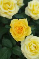 bush with yellow roses close up