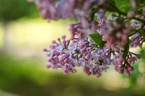 Lilac and Greens at Nature