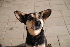 cute dog close up