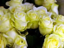 Close-up of the beautiful, blooming, yellow, green and white rose flowers