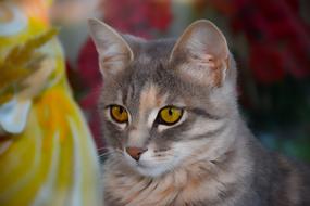 Portrait of the colorful and beautiful, cute, fluffy cat, at blurred background