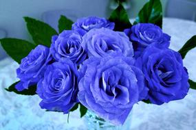 bouquet of blue roses, close-up