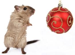 Cute and beautiful mouse near the red and gold Christmas ball decoration, at white background, clipart