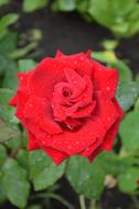 Red Rose blossom at garden
