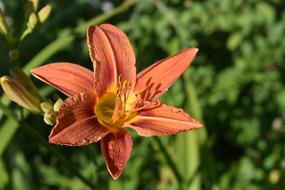 Day-Lily Orange Flower