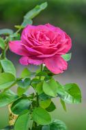 Beautiful pink Rose Background