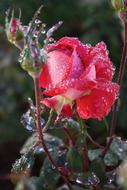 Roses Rain Bloom