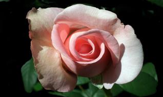 pink Flower Rose Petals