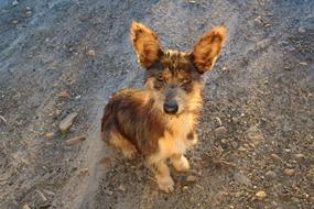 lonely dog with long ears