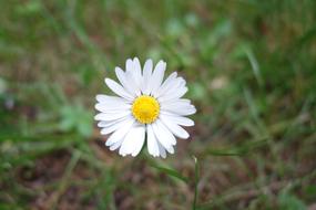 macro photo of Flower Daisies at Spring