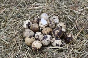 Quail Eggs Egg Easter Small