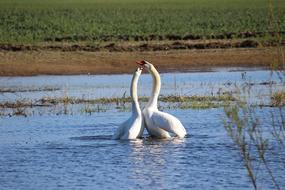 a couple of swans swim in the lake in the wild