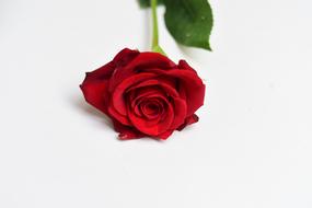 red rose on white surface