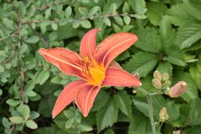 Day-Lily Orange Flower