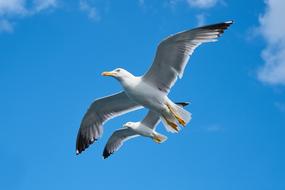 two seagulls in a bright blue sky