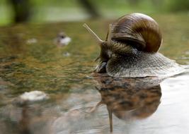 Cute and colorful snail, on the colorful surface with water, in light