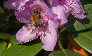 Hummel Rhododendrons Purple