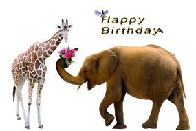 animals on birthday greeting card