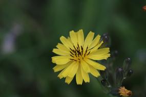 Yellow Pool Flowers