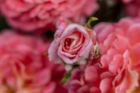 Close-up of the beautiful, blossoming, pink and orange rose flowers with leaves