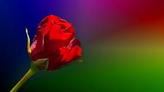 Rose Red bud at colorful background