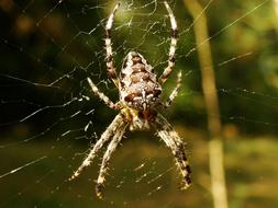 Spider Arachnid on Web