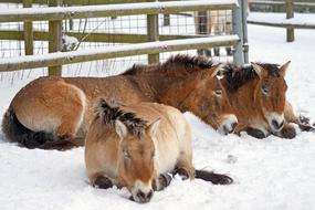 Przewalski Wild Horse Mammal at snow