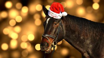 brown horse in a Santa Claus hat on a blurred background with glare of light