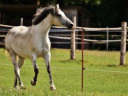 Beautiful and cute, colorful horse running on the green grass meadow with flowers, in sunlight, among the fence