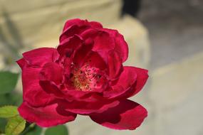 Red Rose Flower