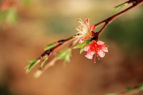 Close-up of the beautiful and colorful plant branch with flowers and buds in the spring