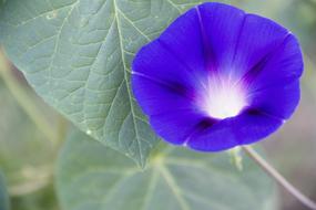 bright blue flower close-up on a blurred background