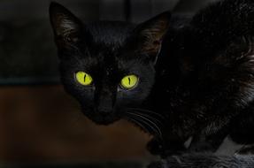 bright Cat Eyes Animal