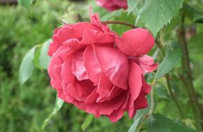 Nature Plant Flower