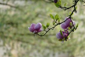 spring tree with purple flowering in blurred background
