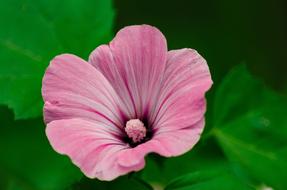 Natural Flower Plant petals