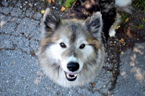 Portrait of the cute, colorful, beautiful and fluffy dog on the pavement, outdoors