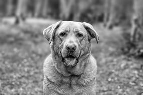 portrait of a dog in the forest on a blurred background