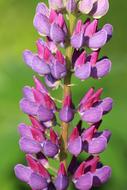 lupine flower with dew drops on broken green background