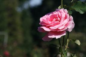 Close-up of the beautiful, blossoming, pink, gradient rose flower with green leaves, in sunlight, at blurred background with colorful plants