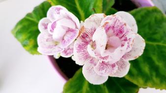 Gloxinia Pot Flowers