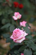 pink roses in the garden in a blurred background