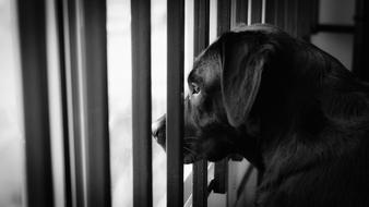 Black And white photo of Cute Dog Portrait