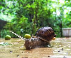 snail on the ground on a blurred nature background
