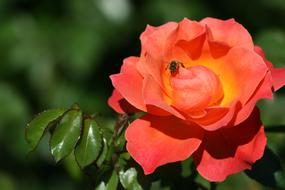 Bee on red Rose Flower
