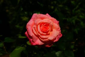 Rose at Summer Garden